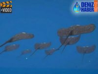 'Wattozz Projesi' dünyada yankı uyandırdı