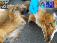 Haydarpaşa Limanı'nda 120 tilki kürkü ele geçirildi