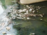 Gölbaşı'nda toplu balık ölümleri tedirgin etti