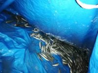 Van'da 750 kilo inci kefali balığı ele geçirildi