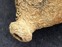 Balıkçılar, Abhazya'da ağlarına takılan tarihi eserleri teslim etti