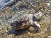 Muğla'da telef olan caretta caretta sahile vurdu