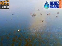 Okyanusları temizlemek için petrol yiyen bakteri geliştirildi