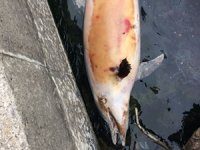 Telef olan yunus Akçakoca Limanı'na vurdu