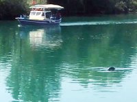 Manavgat Irmağı'nda Akdeniz foku görüldü