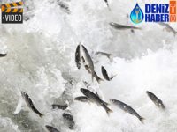 İnci kefalinin büyüyen göçü devam ediyor