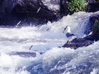 '8. Uluslararası İnci Kefali Göçü Kültür ve Sanat Festivali' başlıyor