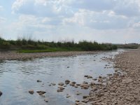 Garzan Çayı’nda su kesilince binlerce balık telef oldu