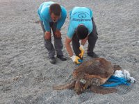 70 kiloluk caretta caretta Alanya sahiline vurdu