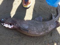 Galip Dere Plajı'na camgöz cinsi köpek balığı vurdu