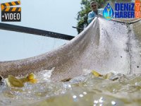 DSİ, her yıl milyonlarca balık yetiştiriyor