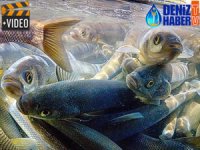 İnci kefalinin yolculuğu su altı kamerasına yansıdı