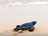 Sonsuz Okyanus Kampanyası devam ediyor