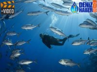 Okyanus dibinde yeni canlı türleri bulundu