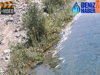 Baraj kapakları kapatılınca balıklar telef oldu