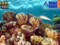 Büyük Bariyer Resifi'nde mercanlar azalıyor