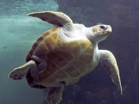 Caretta carettaların çoğu plastik yutuyor