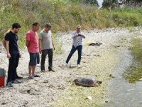 Tedavisi tamamlanan caretta caretta, denizle buluştu