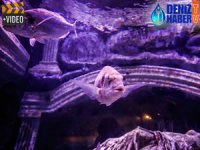 Antalya'daki dalgıçlar 14 bin balığın arasında görev yapıyor