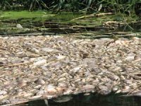 Toplu balık ölümlerinin nedeni iklim şartları