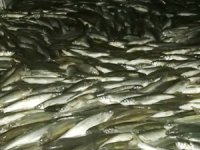 Van Gölü'nden kaçak avlanan 9 ton inci kefali ele geçirildi