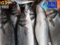 Su ürünleri üretimi 277 bin tona ulaştı