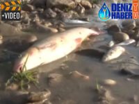 Araç Çayı'nda çok sayıda balık telef oldu