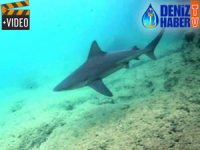 Ege’de görülen köpek balıklarının sırrı ortaya çıktı