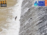 Kars’ta tatlı su kefallerinin mücadelesi başladı