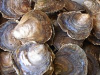 Kuzey Denizi'nde 3D yazıcıyla istiridye yatakları oluşturuldu