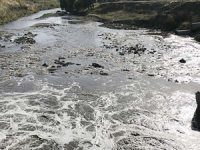 Ergene'nin su kalitesinde iyileşme başladı