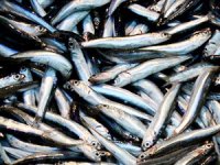 Trabzon hamsisinin tescili için başvuru yapıldı