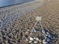 Caretta carettaların yuvalama alanları arttı