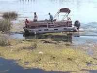 Fırat Nehri'ne düşen iki köpek, tekneyle kurtarıldı