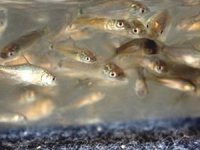 Gerede’ye 45 bin sazan balığı bırakıldı