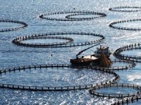 Türkiye ile Somali, kültür balıkçılığında iş birliği yapacak