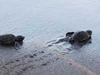 İlk yavru carettalar mavi sularla buluştu