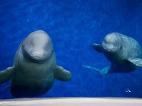 Dünyanın ilk açık su barınağı İzlanda'da kuruluyor