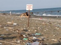 Sahile bırakılan çöpler, carettaları olumsuz etkiliyor