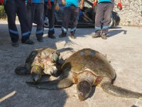 Marmaris'te telef olan caretta carettalar sahile vurdu