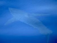 Mallorca'da beyaz köpek balığı görüntülendi