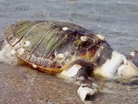 Telef olan caretta caretta, İskeçe Sahili'ne vurdu