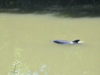 Bartın'da ırmağa giren yunus için kurtarma çalışması başlatıldı