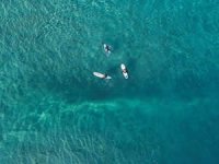 Barents Denizi'nde ekolojik felaket tahmin ediliyor