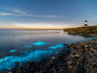 Anglesey Adası'nda sahil mavi renge büründü