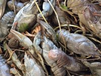 Istakoz avında bereketli bir sezon bekleniyor