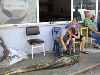 İki metrelik yayın balığı restorana satıldı