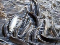 Van'da av yasağı sona eriyor