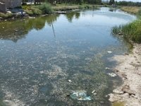 Balıkesir'de tatilciler balık ölümlerine tepki gösterdi