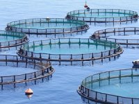 Balık çiftlikleri deniz yaşamını tehdit ediyor